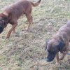 rocky et oscar